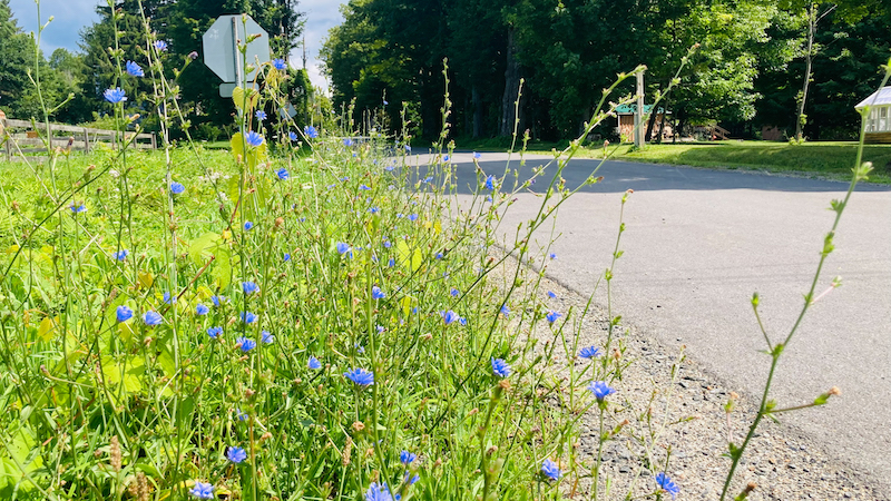 Blue flowers with a touch of purple hue growing wild on the roadside with a wooden fence and homes in the background